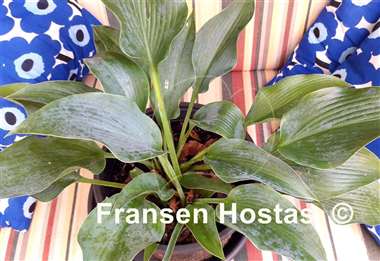 Hosta Indiana Blue